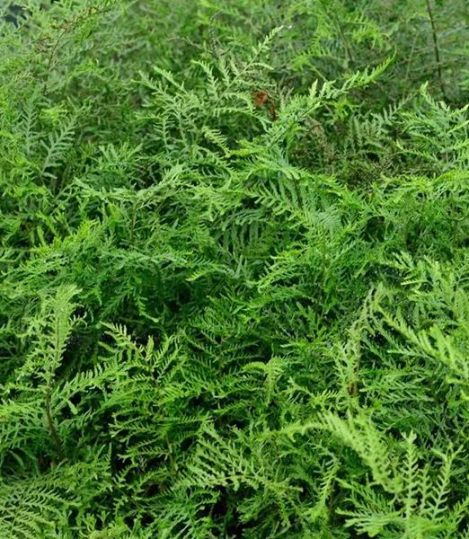 Dryopteris filix-mas 'Linearis Polydactyla'